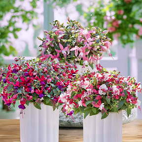 Набор фуксий №1