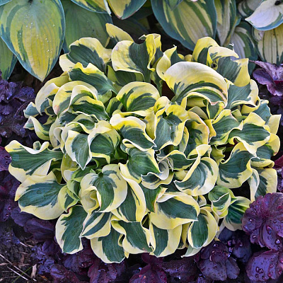 Хоста Мини Скерт