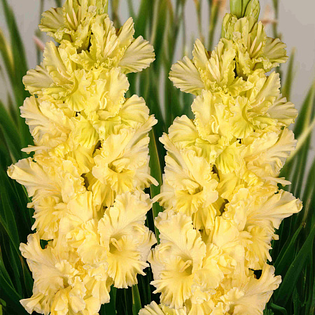 Фото Гладиолус Страна Лимония
