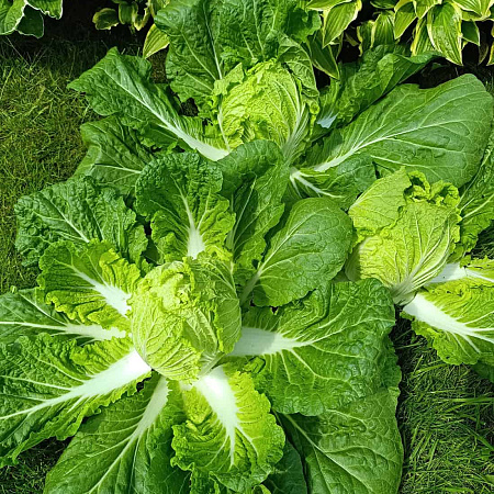 Фото Капуста пекинская Юки F1