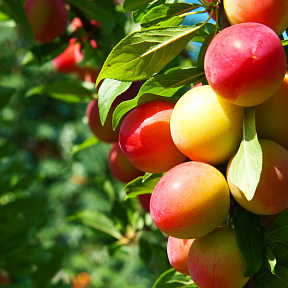 Алыча колонновидная