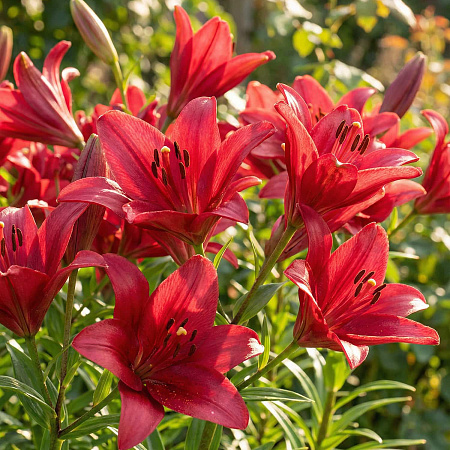 Фото Лилия лонгифлорум Дивайн