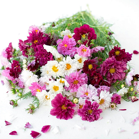 Фото Космос Психея Цветной набор