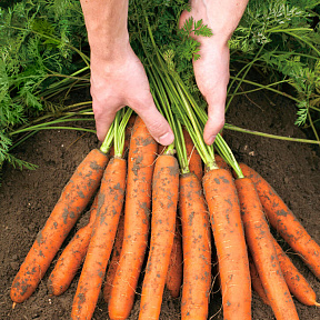 Морковь Джерада F1