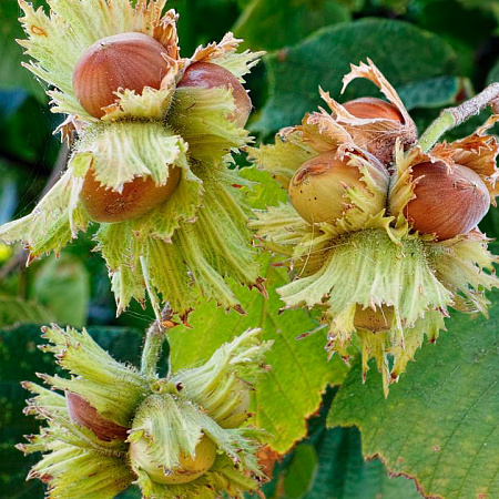 Фото Фундук Трапезунд