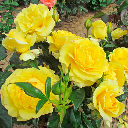 Фото Роза чайно-гибридная Голден Веддинг