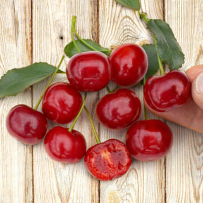 Вишня Кармин Джевел