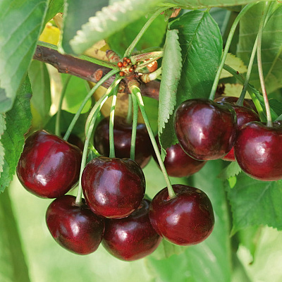 Черешня Ипуть