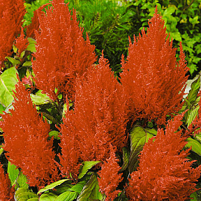 Целозия Красное перо