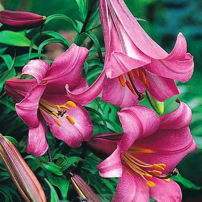 Лилия трубчатая Пинк Регале
