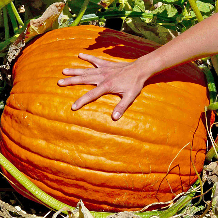 Фото Тыква Биг Макс