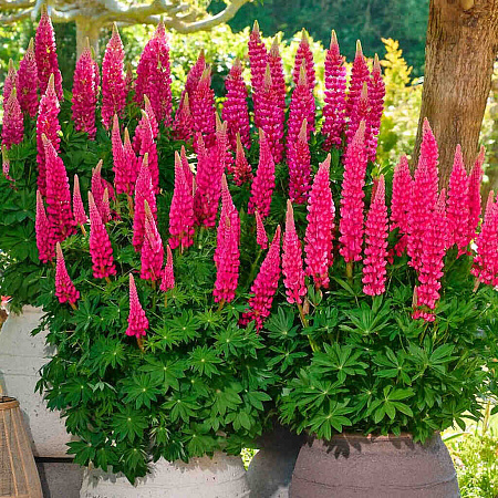 Фото Люпин Люпинова Кьюти