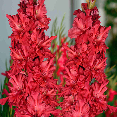 Гладиолус Конёк Горбунок