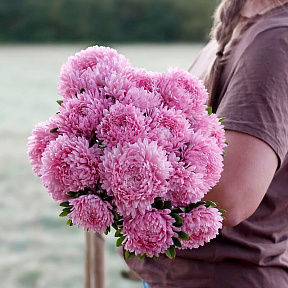 Астра Сиринга Лайт Роуз