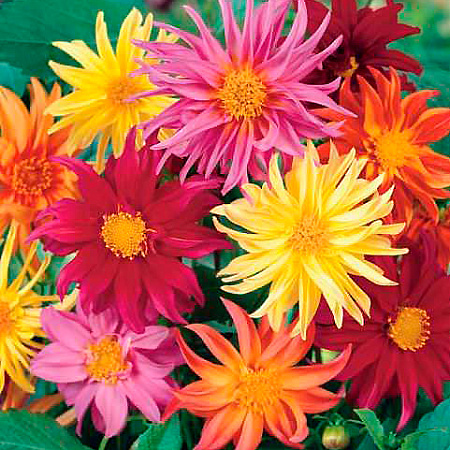 Фото Георгин Кактус Яркий набор