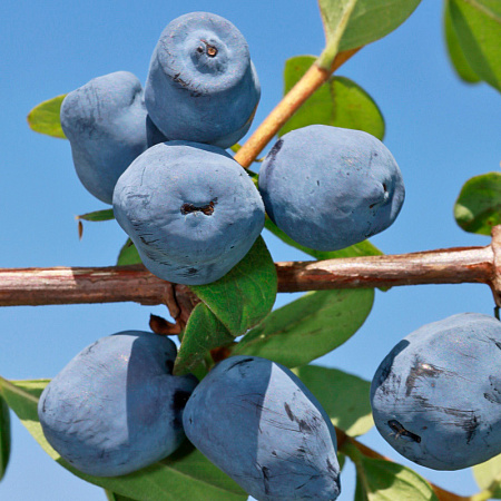 Фото Жимолость Лори