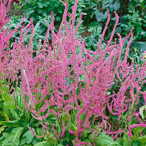 Лимониум Суворова