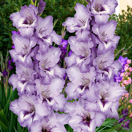 Фото Гладиолус Голубка