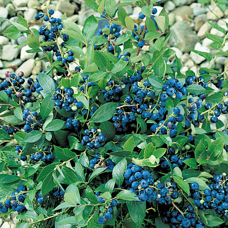 Фото Голубика Норт блю