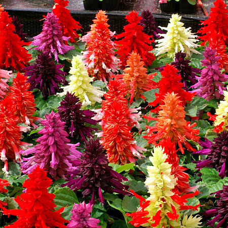 Фото Сальвия Фарао Цветной набор