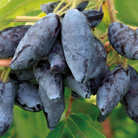 Фото Жимолость Сластёна