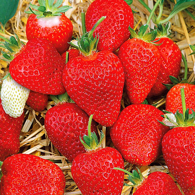 Земляника садовая Альба