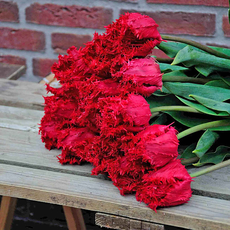 Фото Тюльпан бахромчатый Барбадос