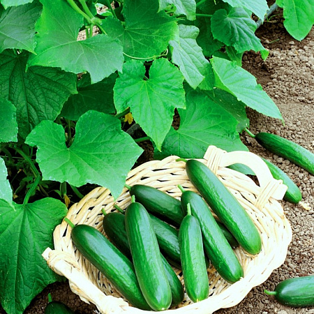 Фото Огурец Марисоль F1