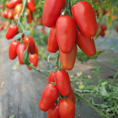 Фото Помидор Тезоро F1