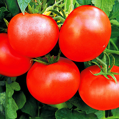 Помидор Бальзам F1