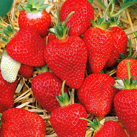 Фото Земляника садовая Альба