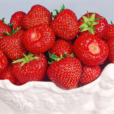 Фото Земляника садовая Зенга-Зенгана