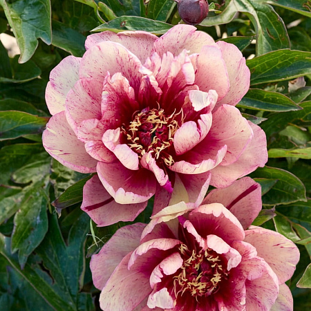 Фото Пион ИТО-гибрид Олл Зет Джаз