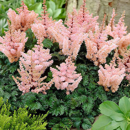 Фото Астильба курчавая Лилипут