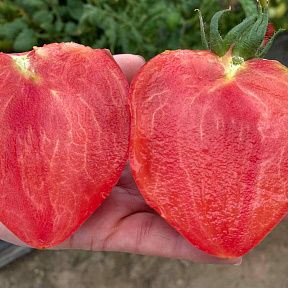 Помидор ОКС Десерт F1