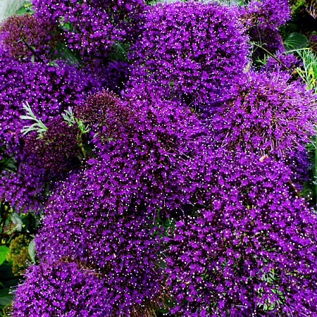 Фото Трахелиум Лесное озеро Фиолетовый