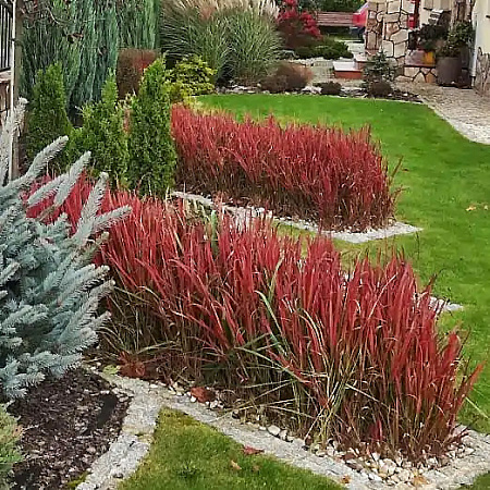 Фото Императа цилиндрическая Ред Барон