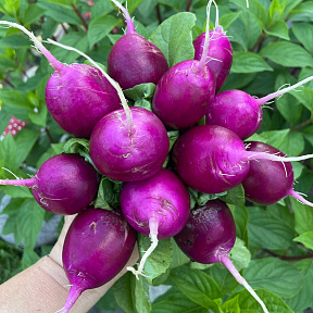 Редис Виола