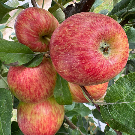 Фото Яблоня Хани крисп