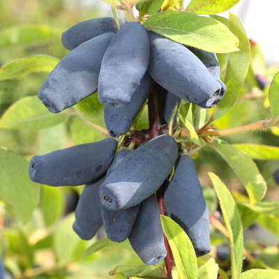 Жимолость Синий шарик