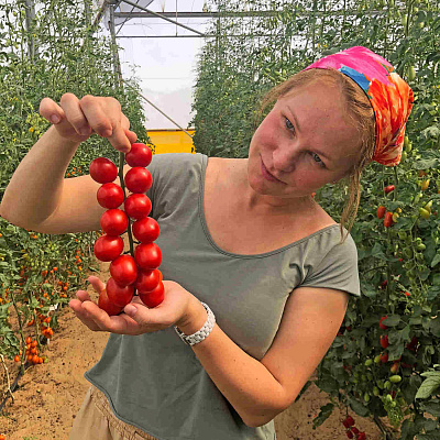 Помидор черри Ликопа F1