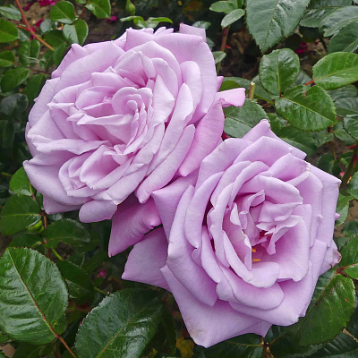 Роза чайно-гибридная Блю Мун