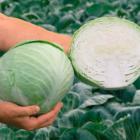 Фото Капуста белокочанная Анкома F1