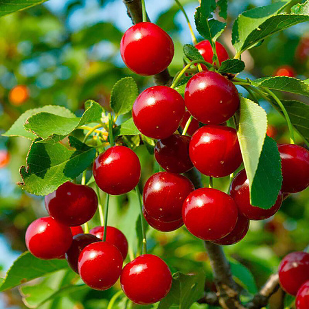 Фото Вишня Стандарт Урала