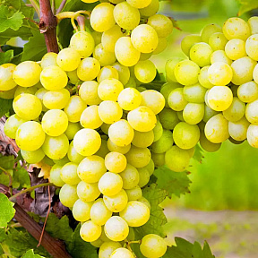 Виноград Супер Экстра