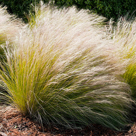 Фото Ковыль