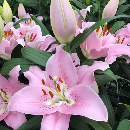 Фото Лилия восточная Компаньон