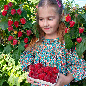 Малина ремонтантная Полесье