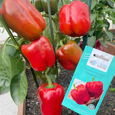 Перец сладкий Прокрафт F1