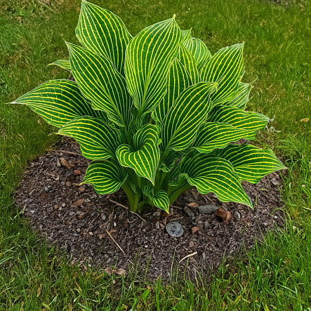 Фото Хоста Сибериан тайгер